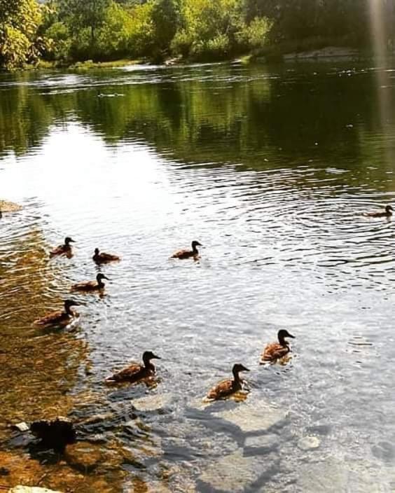 Flora&Fauna Bihać Exterior foto